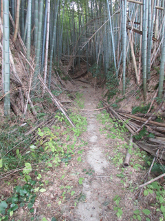 旧道の竹林
